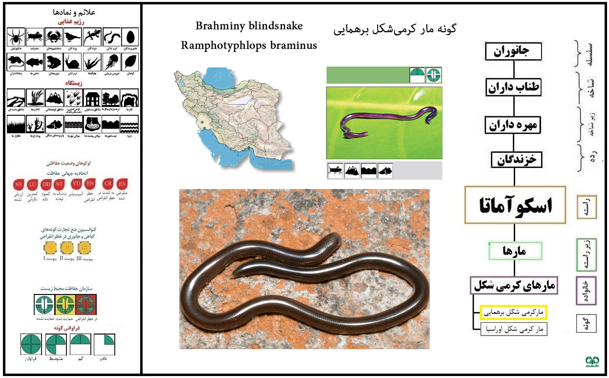 گونه مار بند کفشی